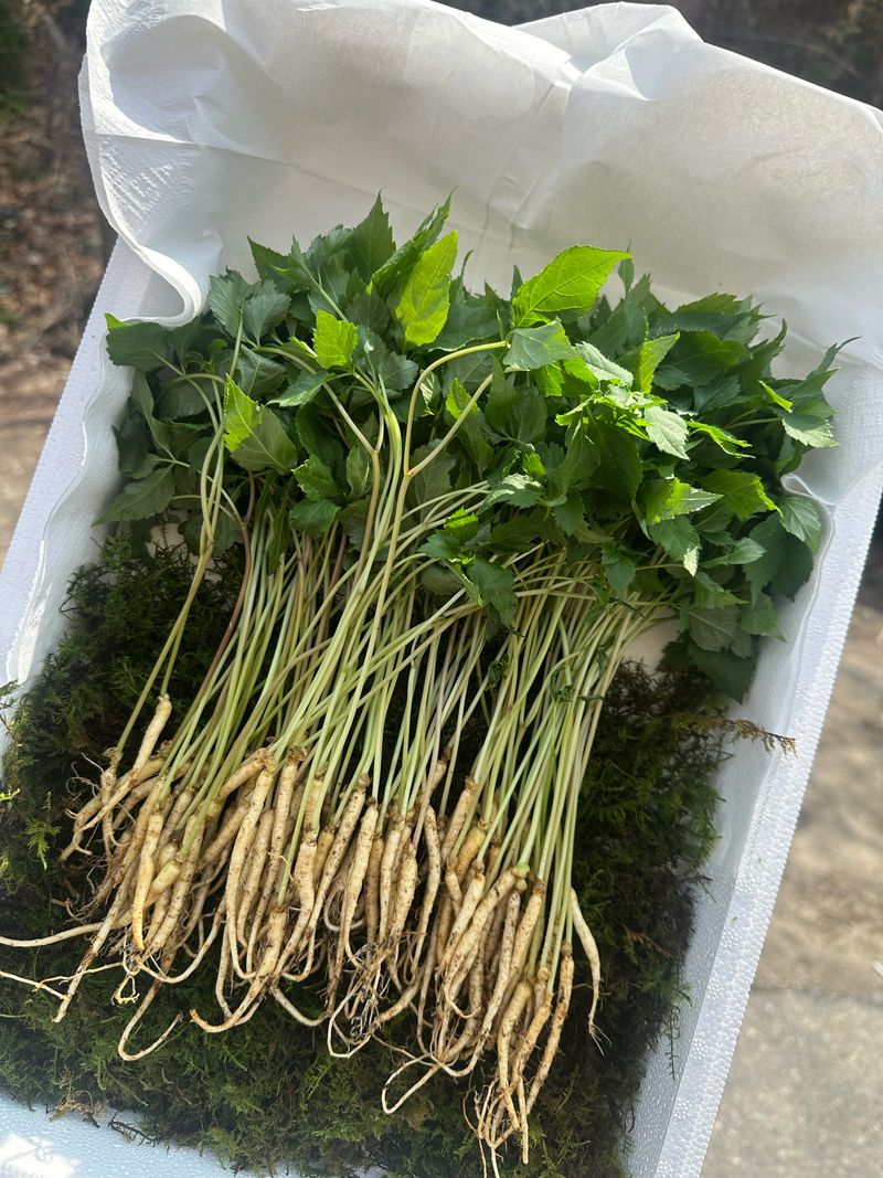 진상빈님의 장터 판매 상품 [새싹쌈 100뿌리] 첨부 사진