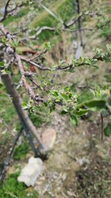 팜모닝 🌿농부님의 제초법은?·참여글 게시글 이미지