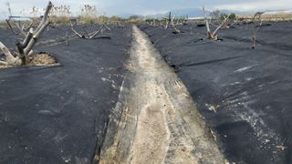 늘푸른 농장주님의 🌿농부님의 제초법은? · 참여글 작성글 사진