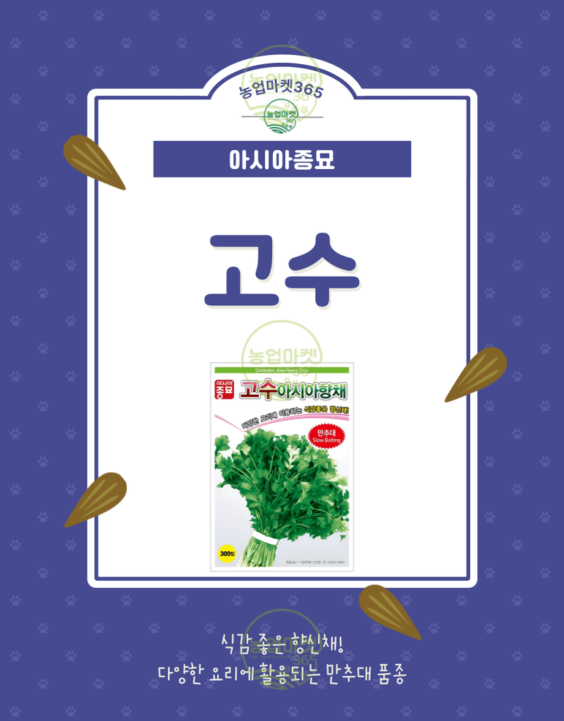 농업마켓365님의 장터 판매 상품 [농업마켓365 아시아종묘 고수 아시아향채 300립 500g 씨앗 종자 텃밭 주말농장 농사] 첨부 사진