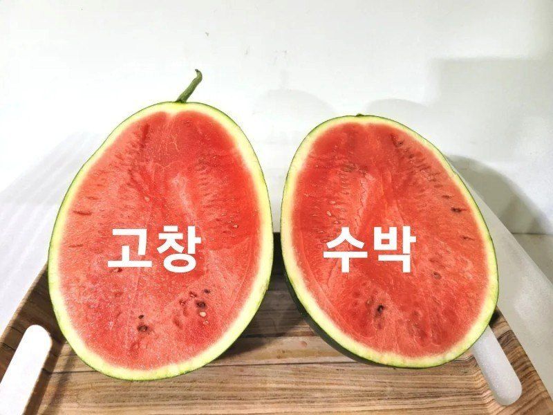 사랑꽃농장님의 장터 판매 상품 [고창 씨없는 수박8kg급] 첨부 사진