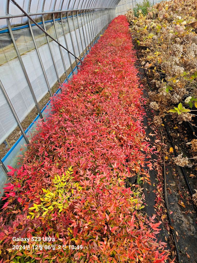 마로니에농원님의 장터 판매 상품 [남천 포트묘(5치)] 첨부 사진