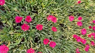 팜모닝회원 김순달 님의 자유주제 · 자유게시판 작성글 사진