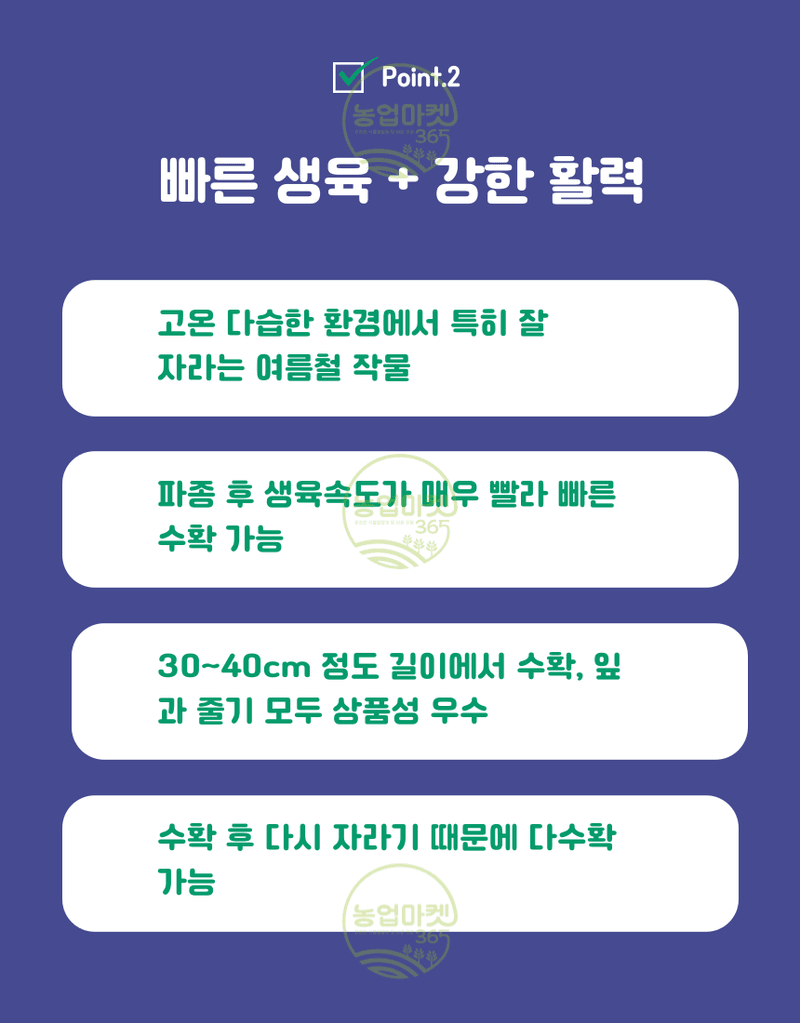 농업마켓365님의 장터 판매 상품 [농업마켓365 아시아종묘 공심채 리아오 10g 씨;앗 종자 텃밭 주말농장 농사] 첨부 사진