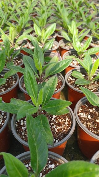 팜모닝회원 김순달 님의 자유주제 · 자유게시판 작성글 사진