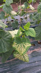 팜모닝 자유주제·자유게시판 게시글 이미지