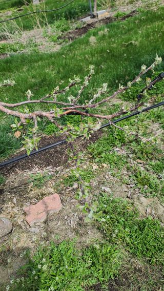 김도균님의 🌿농부님의 제초법은? · 참여글 작성글 사진