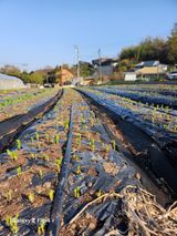 팜모닝 🌿농부님의 제초법은?·참여글 게시글 이미지