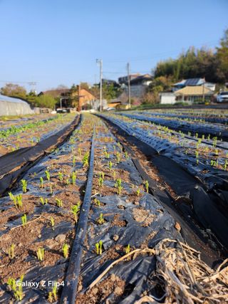 송명석님의 🌿농부님의 제초법은? · 참여글 작성글 사진
