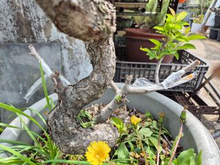 왕대추님의 자유주제 · 자유게시판 작성글 사진