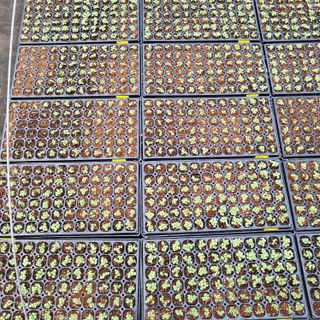 양지모종님의 자유주제 · 자유게시판 작성글 사진