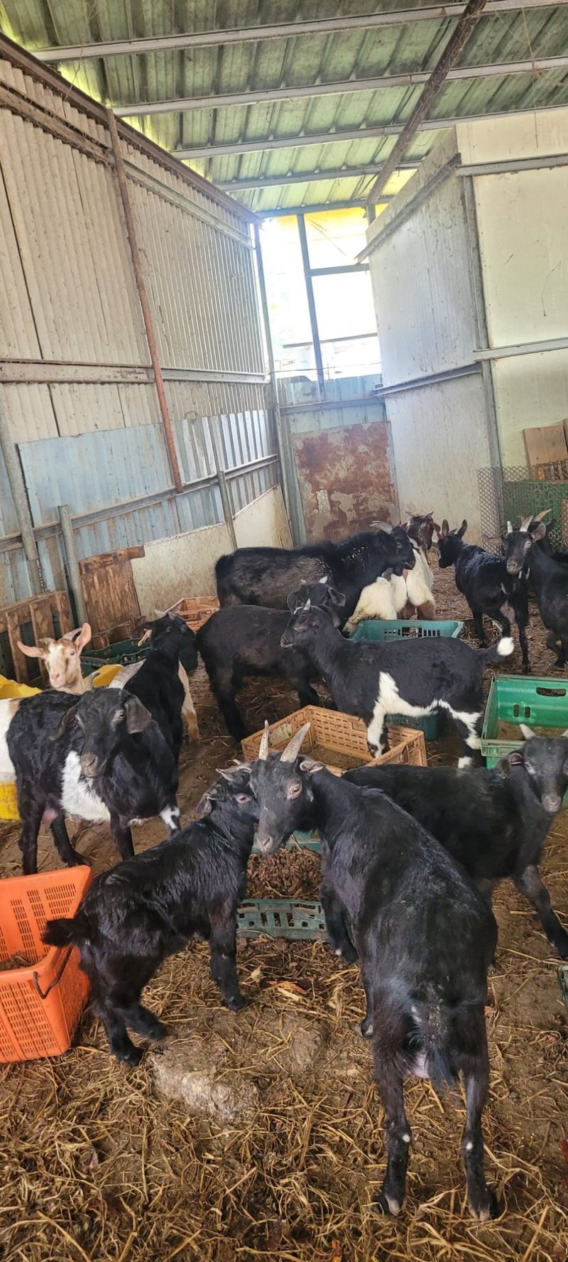 서해숙님의 장터 판매 상품 [흑염소분양(흑염소진액)] 첨부 사진