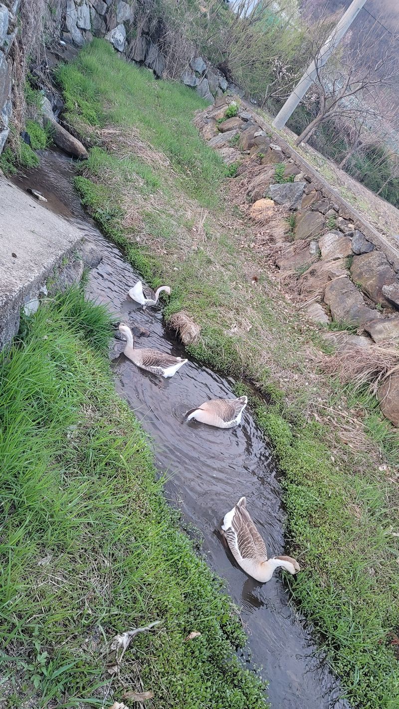 장터 상품 [거위알 거위아리] 썸네일