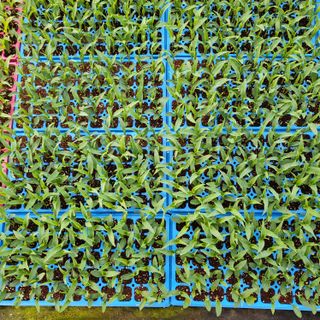 양지모종님의 자유주제 · 자유게시판 작성글 사진