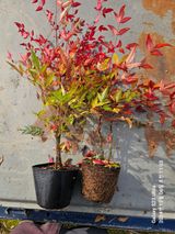 팜모닝 · 게시글 이미지