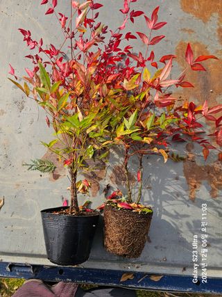 마로니에농원님의 작성글 사진