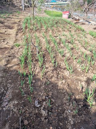 김용대님의 자유주제 · 자유게시판 작성글 사진