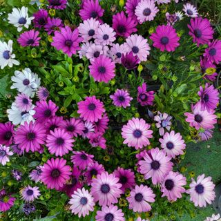 양지모종님의 자유주제 · 자유게시판 작성글 사진