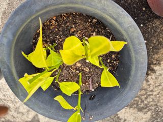 왕대추님의 자유주제 · 자유게시판 작성글 사진