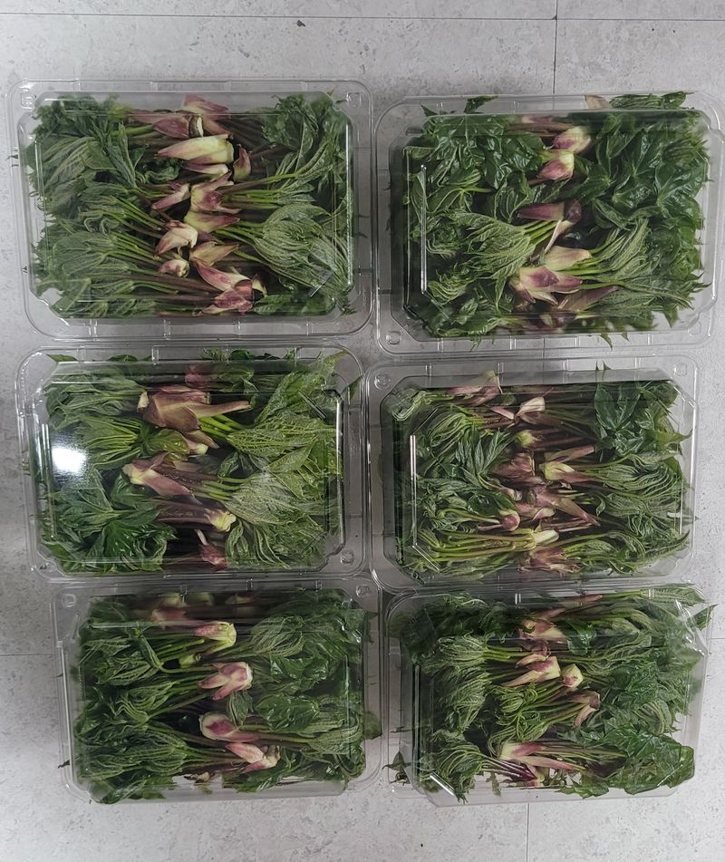 달마루님의 장터 판매 상품 [엄나무순1kg] 첨부 사진