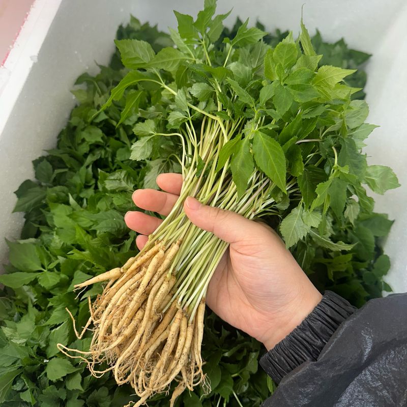 진상빈님의 장터 판매 상품 [새싹쌈 100뿌리] 첨부 사진