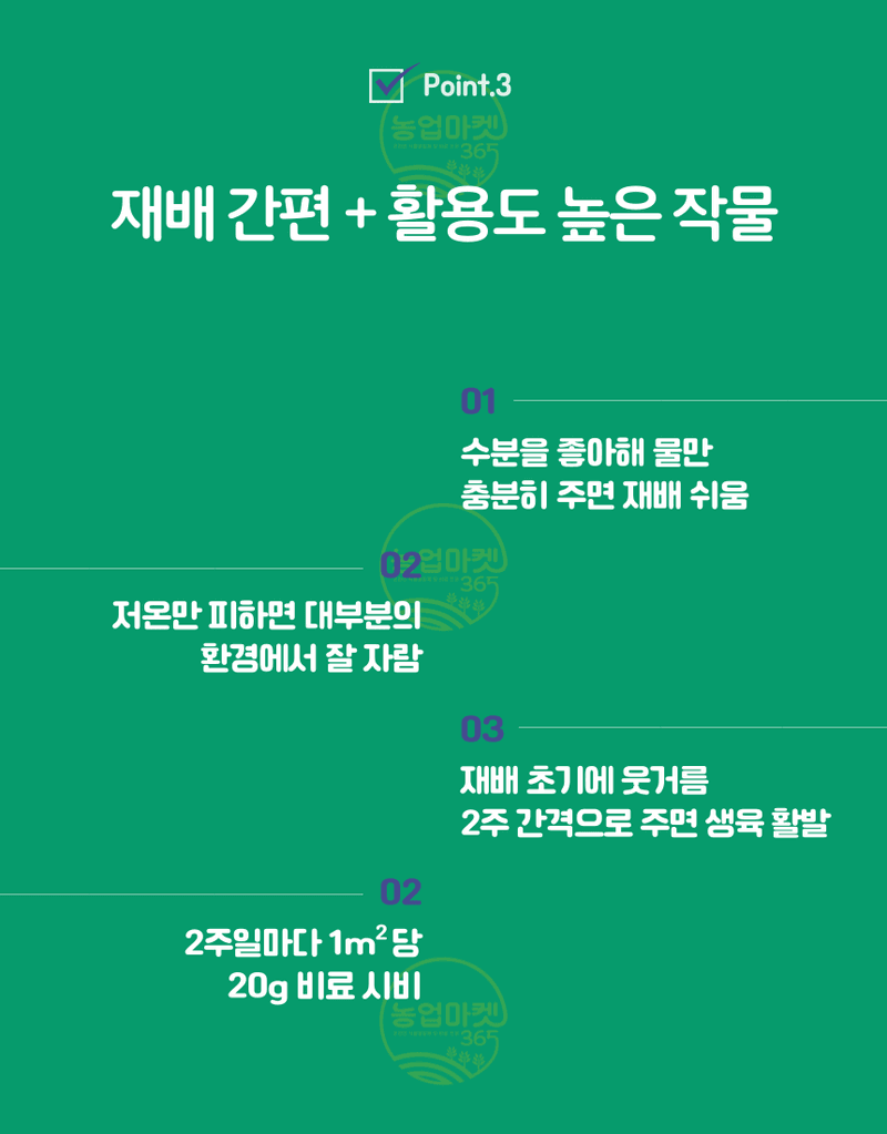 농업마켓365님의 장터 판매 상품 [농업마켓365 아시아종묘 공심채 리아오 10g 씨;앗 종자 텃밭 주말농장 농사] 첨부 사진