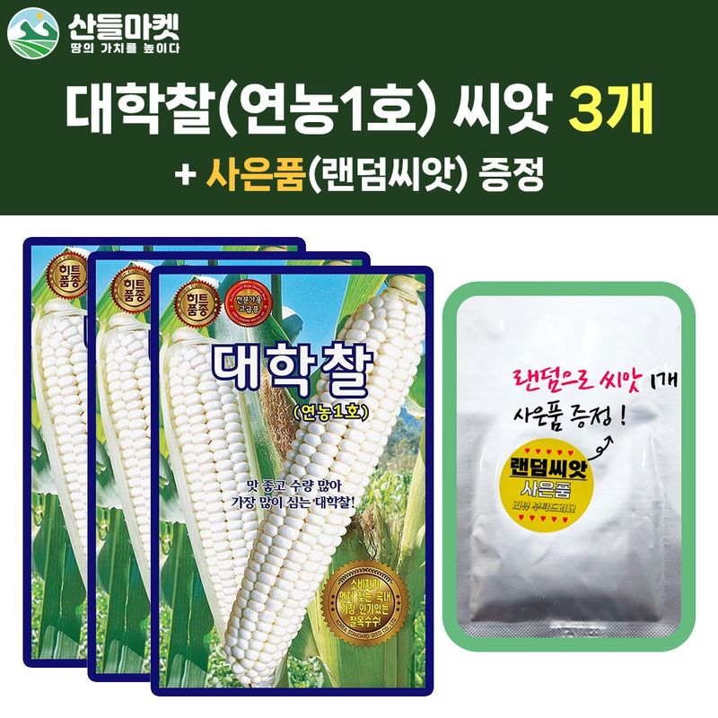 장터 상품 [산들마켓 대학찰 옥수수 씨앗 70립 연농1호 가장 인기 많은 옥수수씨 종자 3개+랜덤 씨앗 1개 증정] 썸네일