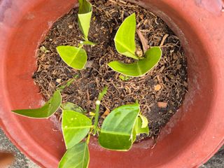 왕대추님의 자유주제 · 자유게시판 작성글 사진