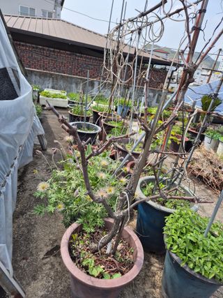 왕대추님의 자유주제 · 자유게시판 작성글 사진