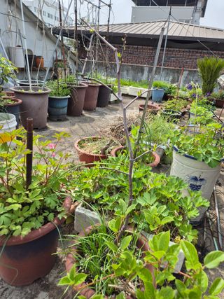 왕대추님의 자유주제 · 자유게시판 작성글 사진