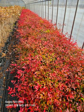 마로니에농원님의 작성글 사진