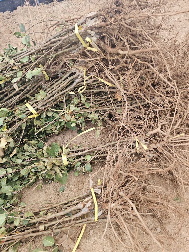 장터 상품 [기둥사과 접목 1년생] 썸네일