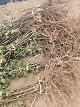 팜모닝 · 게시글 이미지