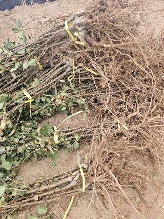 뿌리묘목농원님의 작성글 사진