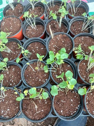 산성골농장님의 자유주제 · 자유게시판 작성글 사진