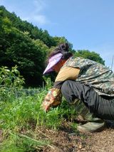 팜모닝 🌿농부님의 제초법은?·참여글 게시글 이미지