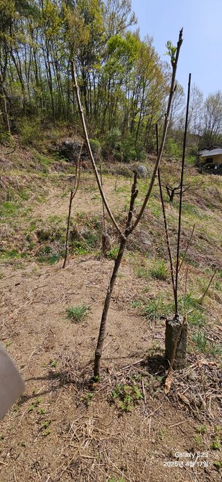 김상욱님의 농사, 무엇이든 물어보세요! · 참여글 작성글 사진