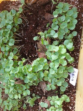 산성골농장님의 자유주제 · 자유게시판 작성글 사진