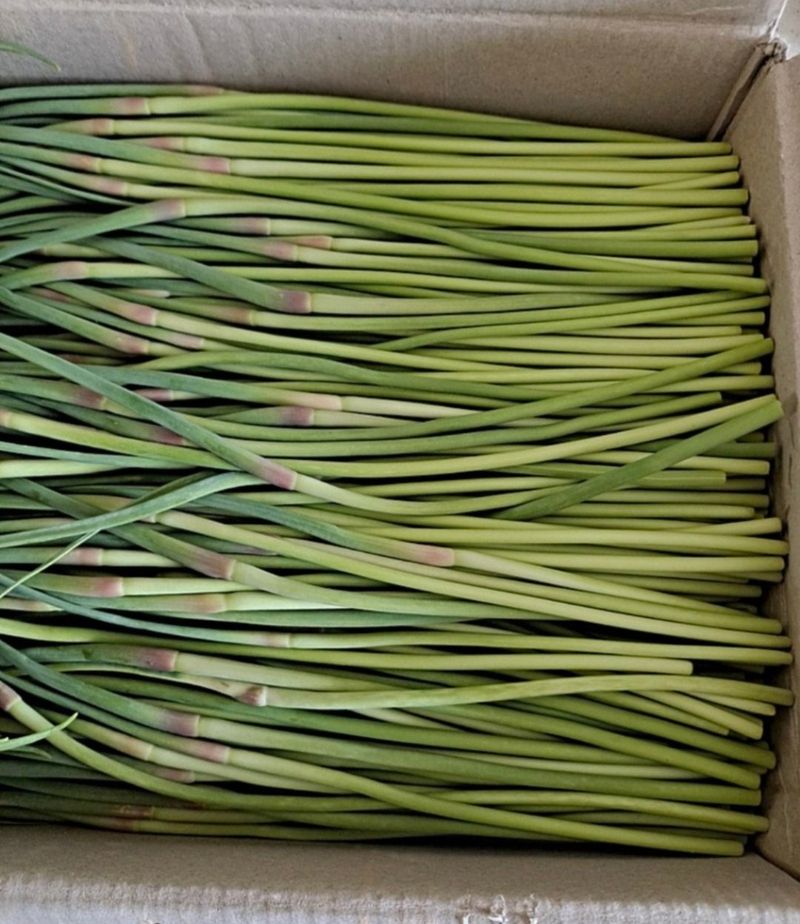 장터 상품 [25년 햇마늘쫑 .판매완료] 썸네일