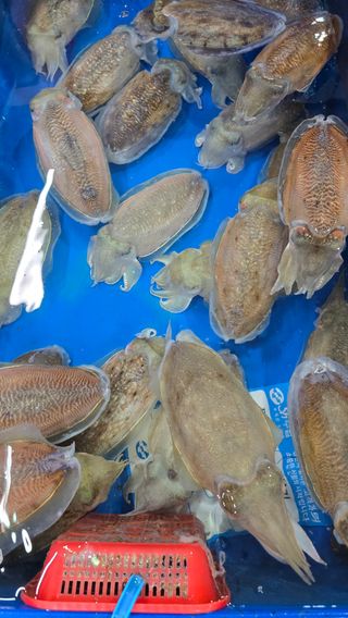 해광수산님의 자유주제 · 자유게시판 작성글 사진