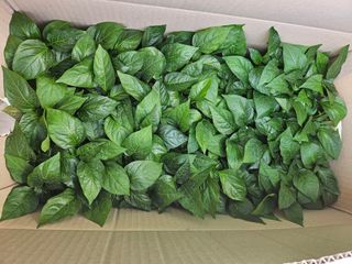 대산농사대장님의 고추 · 품종•종자 작성글 사진