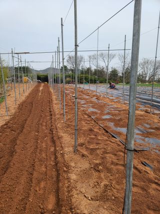 은혜농원(사과농사)님의 자유주제 · 자유게시판 작성글 사진