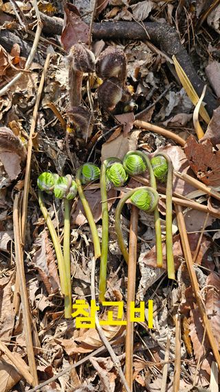 장철식님의 자유주제 · 자유게시판 작성글 사진
