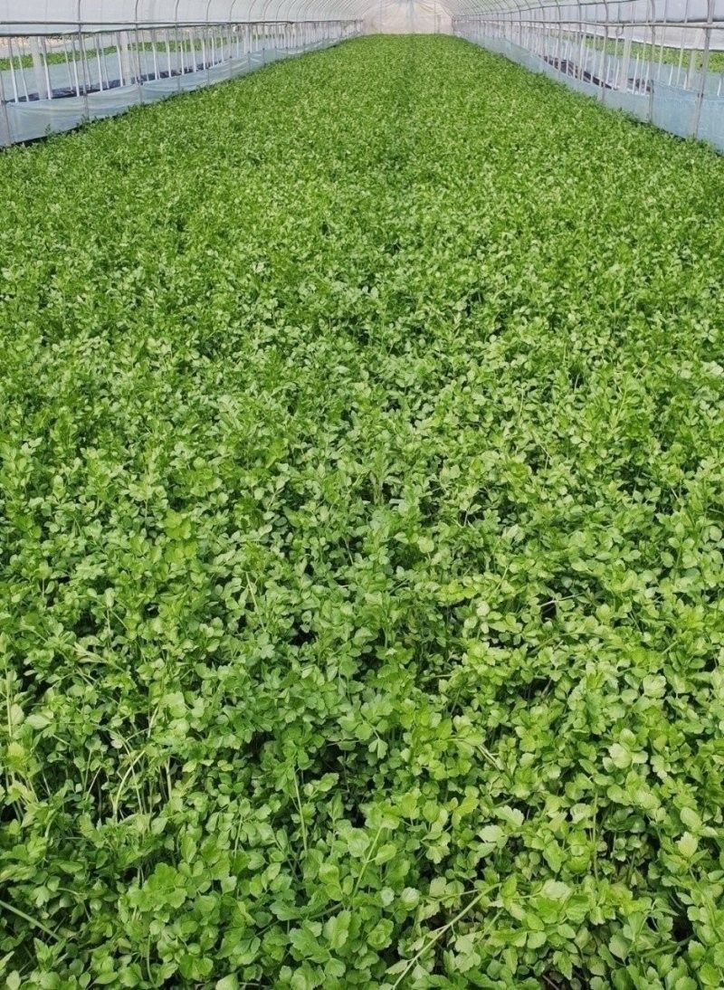 나무7님의 장터 판매 상품 [하우스 밭미나리 1Kg] 첨부 사진