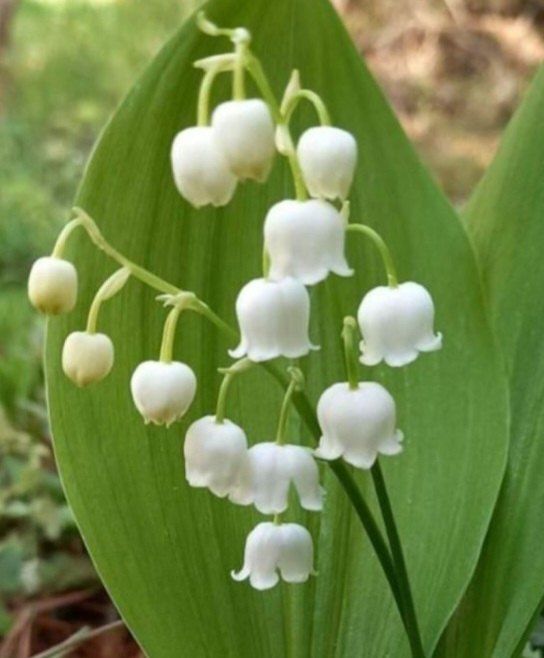 약초원 김종군님의 장터 판매 상품 [토종 은방울꽃10개.100개.500개] 첨부 사진