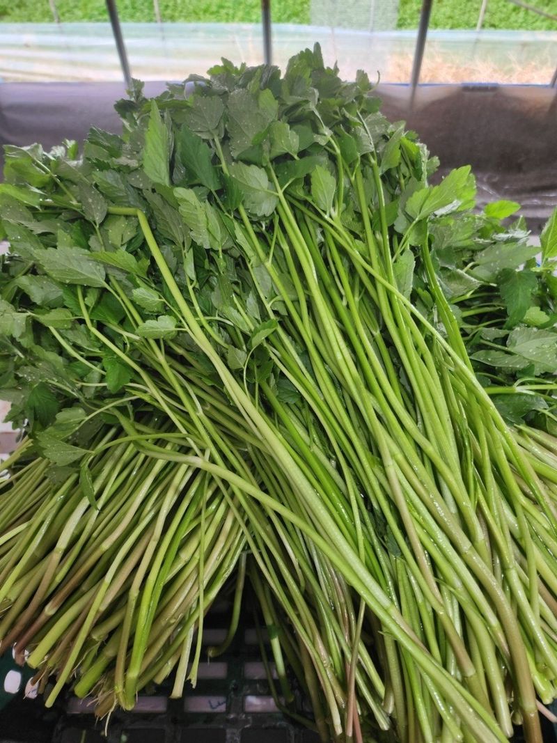 장터 상품 [하우스 밭미나리 1Kg] 썸네일