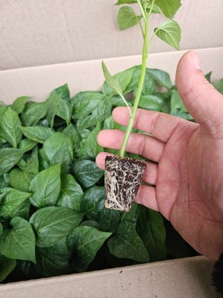 대산농사대장님의 고추 · 품종•종자 작성글 사진