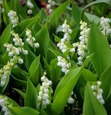 팜모닝 · 게시글 이미지