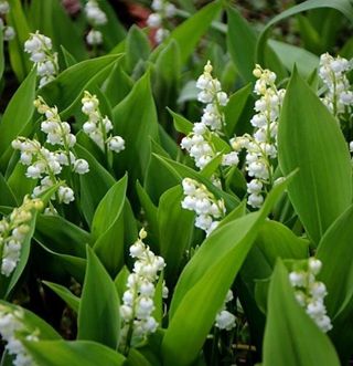 약초원 김종군님의 작성글 사진