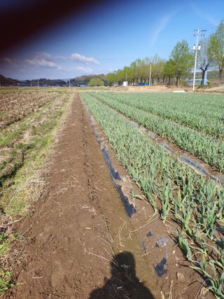 호박20769님의 🌿농부님의 제초법은? · 참여글 작성글 사진